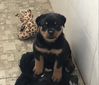 Kyra, Rottweiler