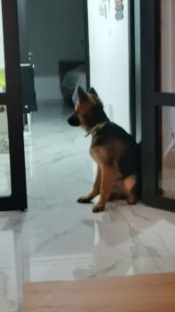 Budy, Perro Pastor Alemán