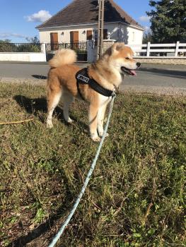 Sensei, Akita Inu