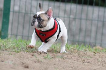 GASPAR, Bulldog Francés