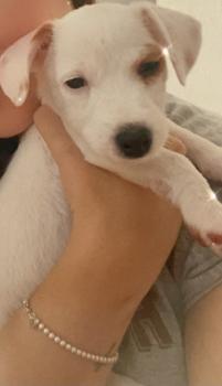 Pandora, Parson Jack Russell Terrier (De Pelaje Corto - Suave)