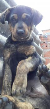 Fumaça, Rottweiler