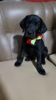 DRACO, Labrador Retriever
