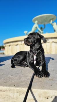 Odin, Cane Corso