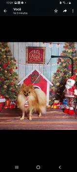 George Lion, Keeshond