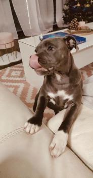 Sacha, Staffordshire Bull Terrier