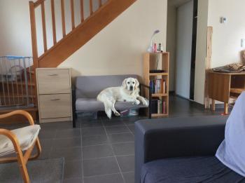 Radja, Golden Retriever