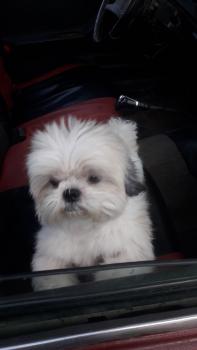 Nano, Shih Tzu