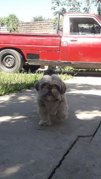 Mía, Shih Tzu