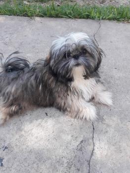 Lulú, Shih Tzu