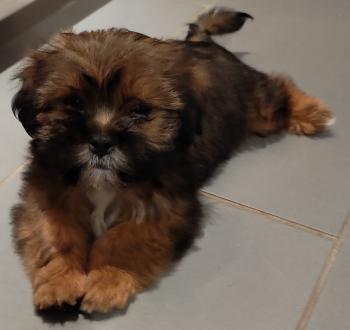 Scoubidou, Shih Tzu