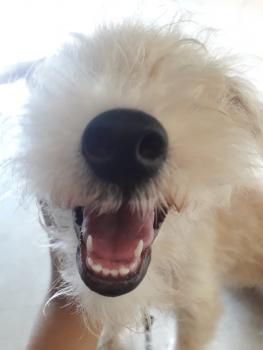 Meg, Caniche