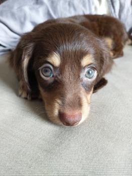 Rúcula, Dachshund (Pelo Largo)