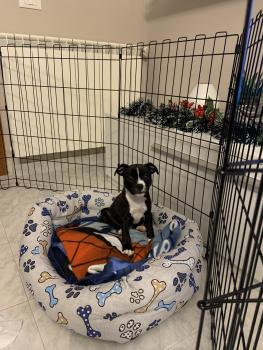 Thor, Staffordshire Bull Terrier