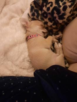 SYBEL, Chihuahua