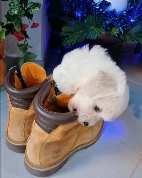 Mia, Maltés