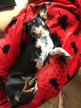 Nicole, Dachshund (Pelo Largo)