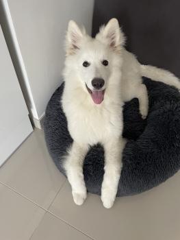 Sybelle, Berger Blanc Suisse