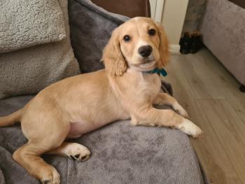 otis, Cocker Spaniel
