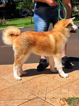 Shirai Riu, Akita Inu