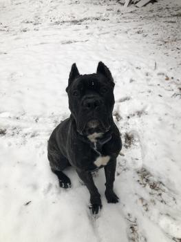 Remi, Cane Corso