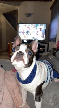 Siena, Boston Terrier