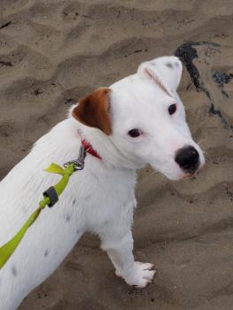 Snowy, Jack Russell