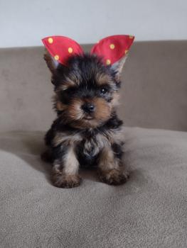 Lia, Yorkshire Terrier