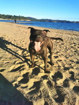 Saiko, Staffordshire Bull Terrier