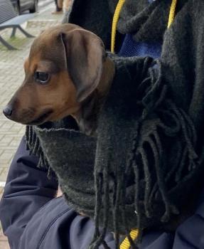 Minerva, Dachshund (Pelo Largo)