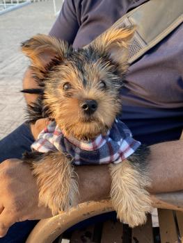 Max, Yorkshire Terrier