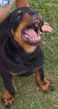 Thor, Rottweiler