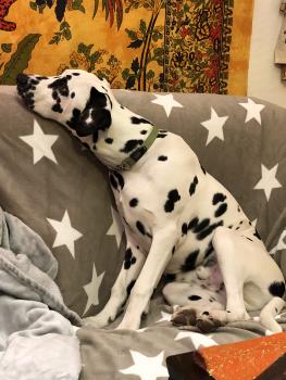 Storm, Dalmatien