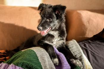 Skye, Border Collie