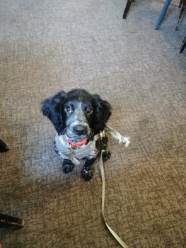 Alfie, Cocker Spaniel