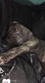Kash, Cane Corso