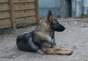 Soprane, Berger Allemand