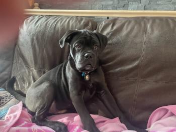 Bowser, Cane Corso