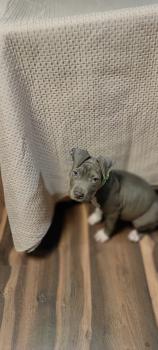Rocco, American Staff