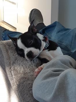 Charly, Boston Terrier
