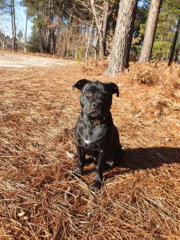 Saiko, Staffordshire Bull Terrier