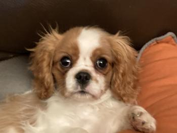 Seven, Cavalier King Charles