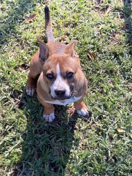 Luna, Staffordshire Bull Terrier