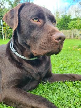 Paco, Labrador Retriever