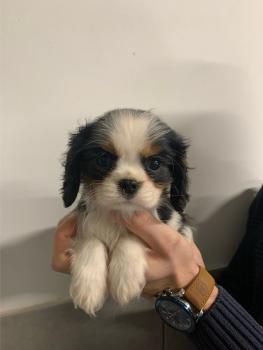 Shanelle, Cavalier King Charles
