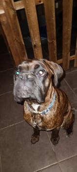 Shaka, Boxer