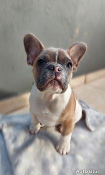 Toddy, Bouledogue francese