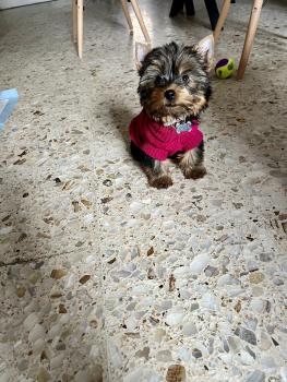 Dona, Yorkshire Terrier