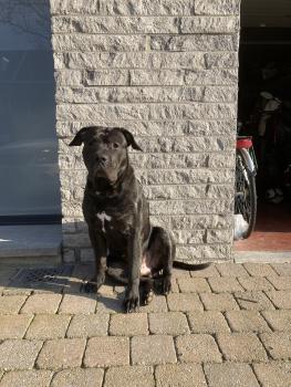 Rex, Dogo Canario