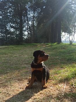 Egon, Rottweiler